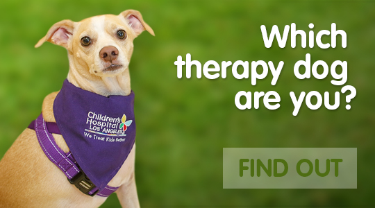 Which therapy dog are you?